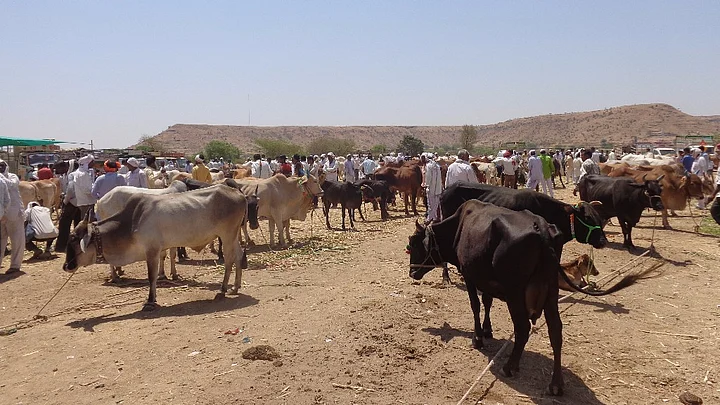 New cattle sale rules will add to the troubles of debt-ridden Marathwada farmers, writes Parth MN.