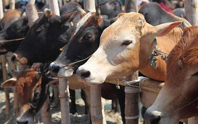 Cows in shed enjoy the slaughter ban (Photo: PTI )