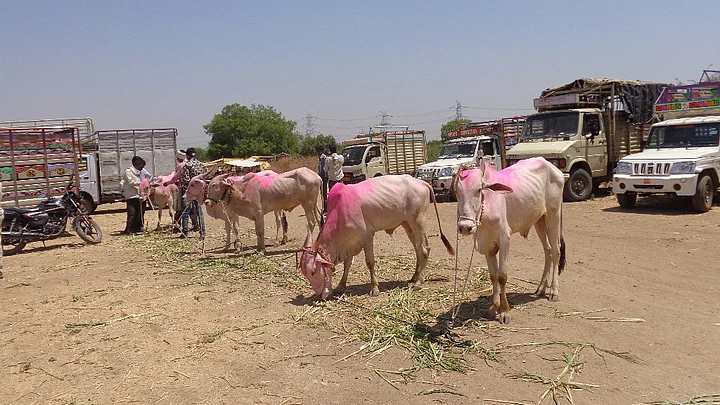 New cattle sale rules will add to the troubles of debt-ridden Marathwada farmers, writes Parth MN.