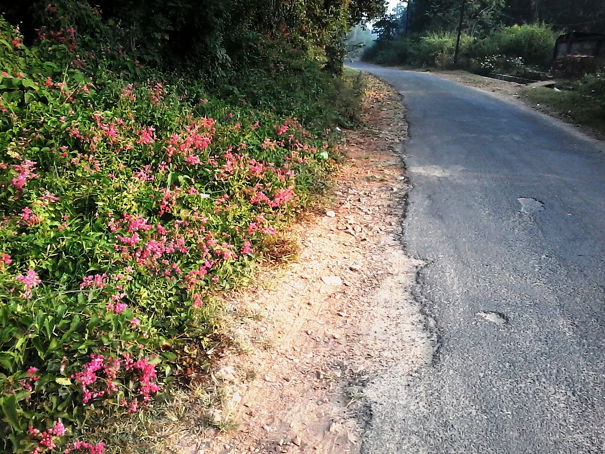 The old road with wild flowers growing. (Photo Courtesy: Lesley D Biswas)