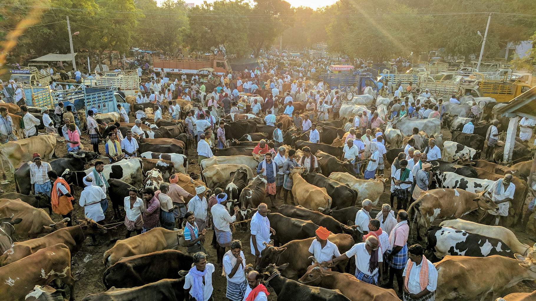 A weekly cattle market in Vadipatti, a few miles off Madurai. (Photo: Vikram Venkateswaran)