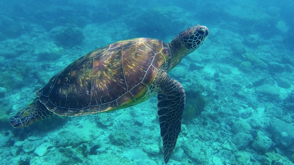 On World Sea Turtle Day, WWF has called upon the EU nations to enact measures that can help in conserving turtles. (Photo: iStock)
