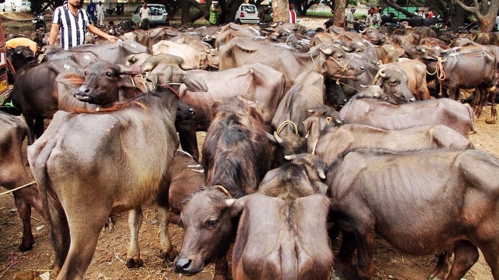 Six Cattle Traders Allegedly Assaulted By 60-70 Cow Vigilantes