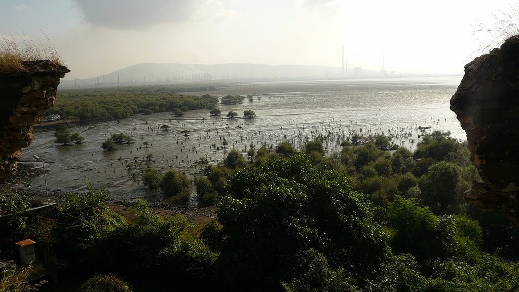 Mangroves in Mumbai.
