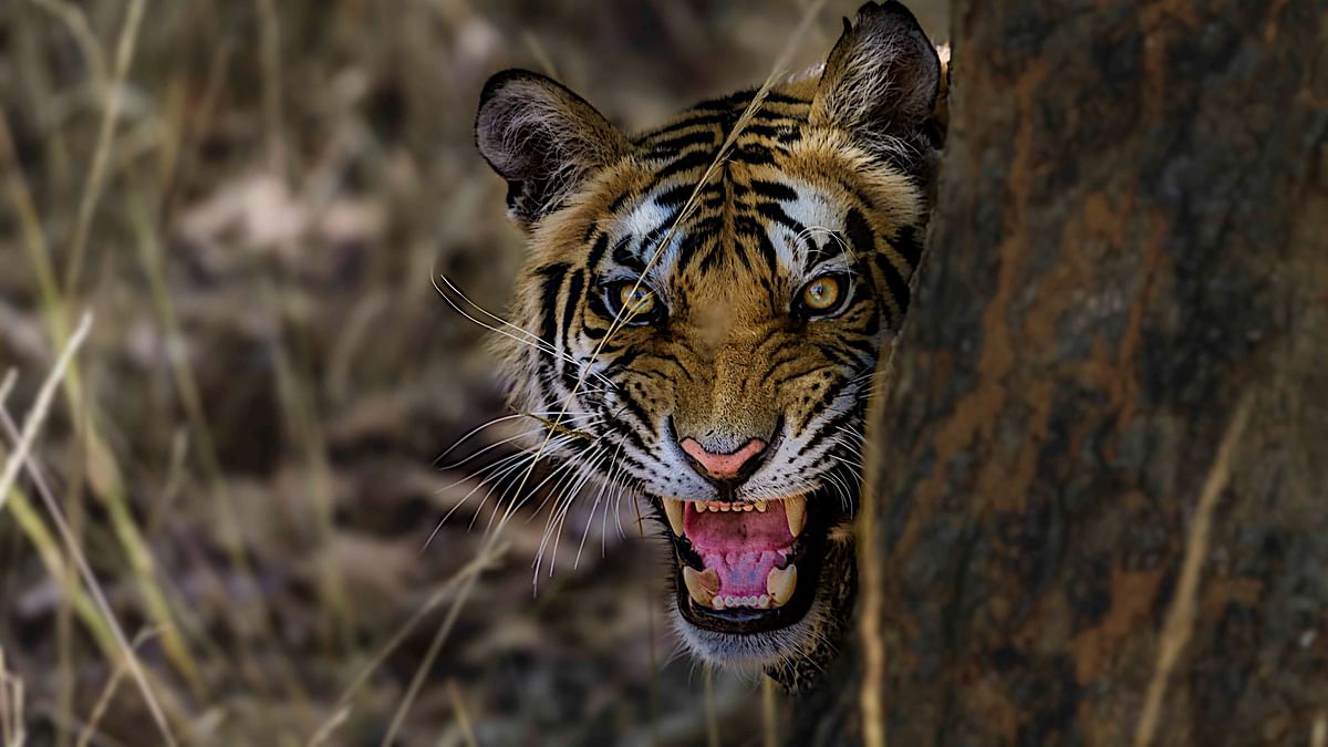 There Are Officially 6 Subspecies of Tiger – That’s a Big Deal