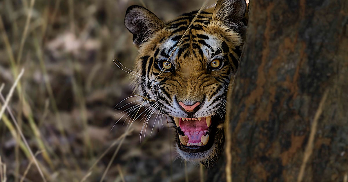 On World Tiger Day See The Beast In All Its Glory On World Tiger Day See The Beast In All Its Glory