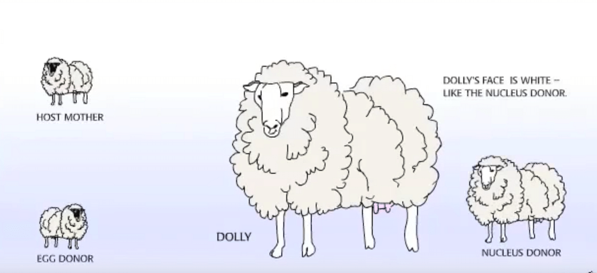 Dolly the Sheep: The Mammal that Made Sci-Fi a Reality in 1996