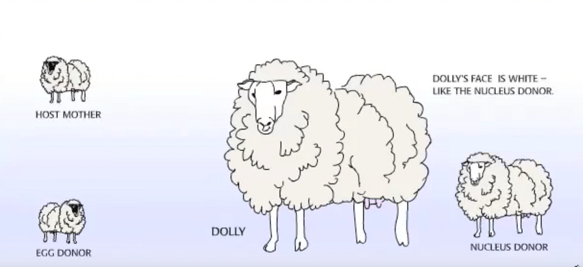 Named after the famous country singer Dolly Parton,  the sheep was initially codenamed 6LL3 by the Roslin Institute.