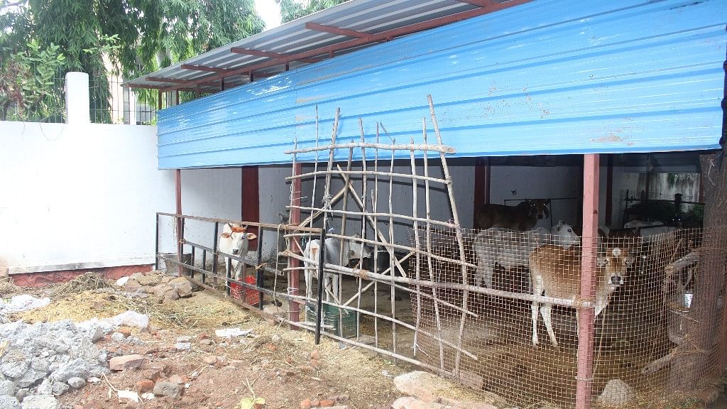 BJP doesn’t shy away from politicising the cow, but govt apathy is causing cowsheds to shut down in Madhya Pradesh.