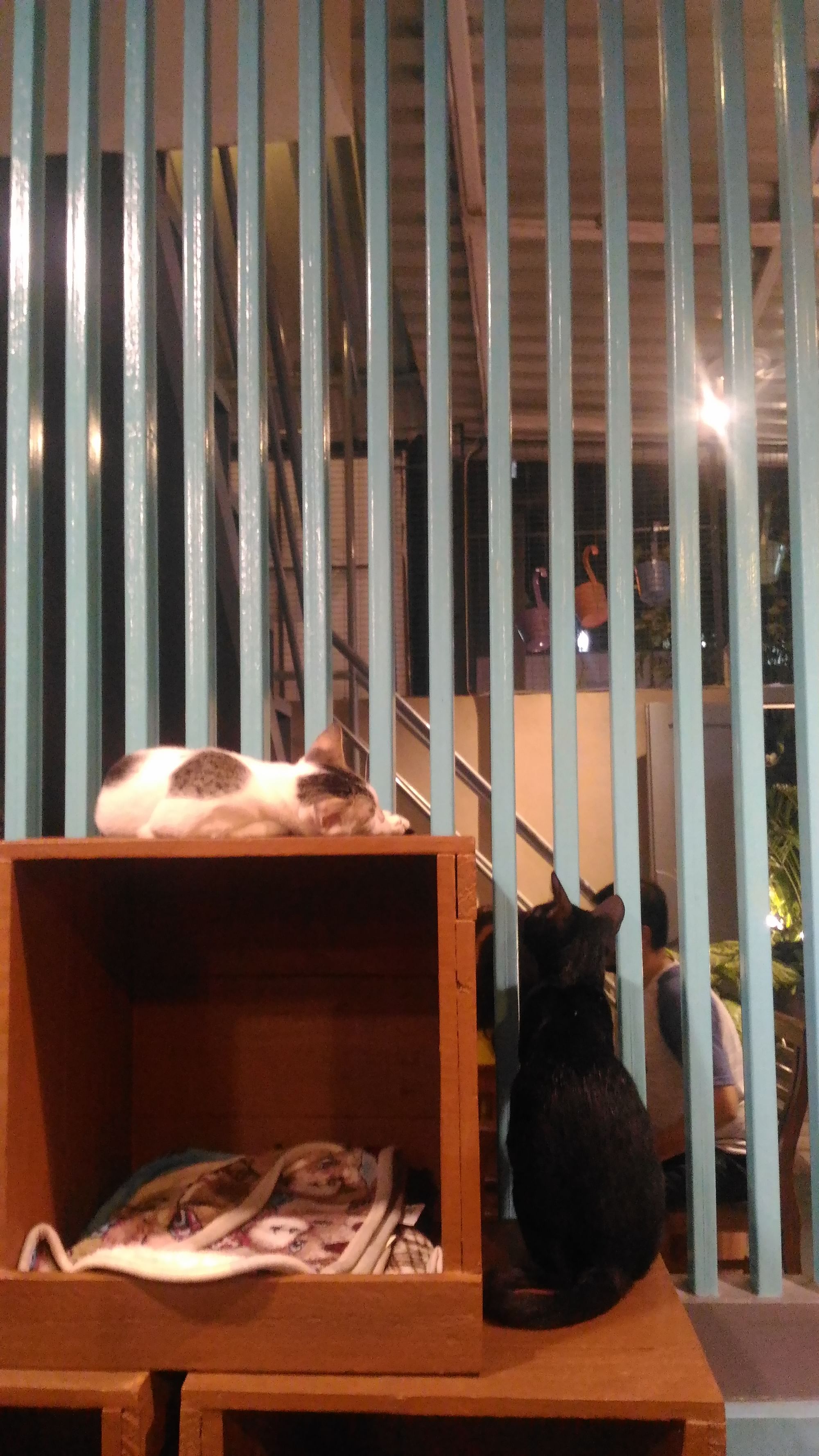 Adopt One Or Not, This Cat Cafe In Mumbai Is All Kinds Of Cute!