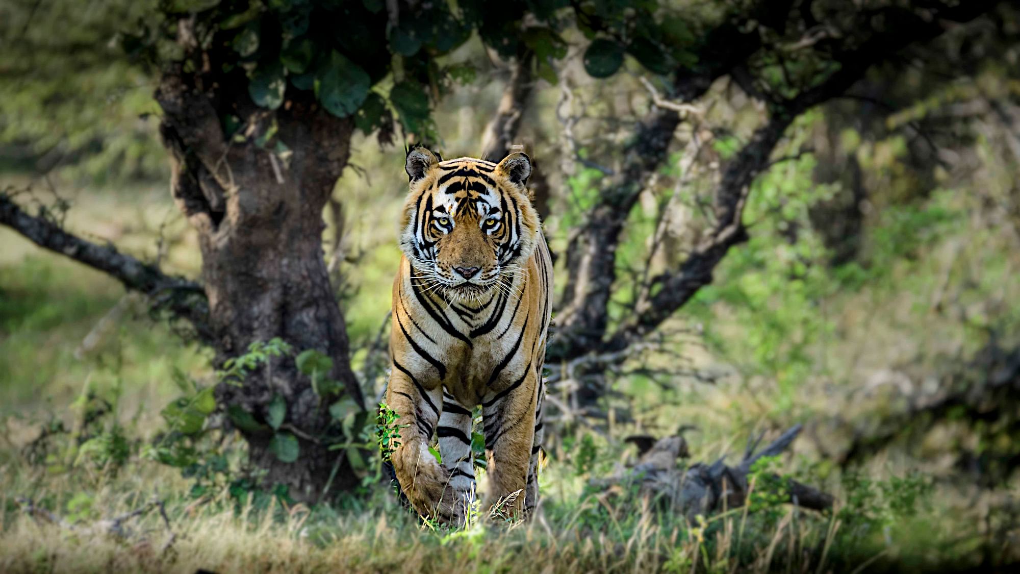 Of India’s roughly 2,200 tigers, most would never pose a threat to humans. 