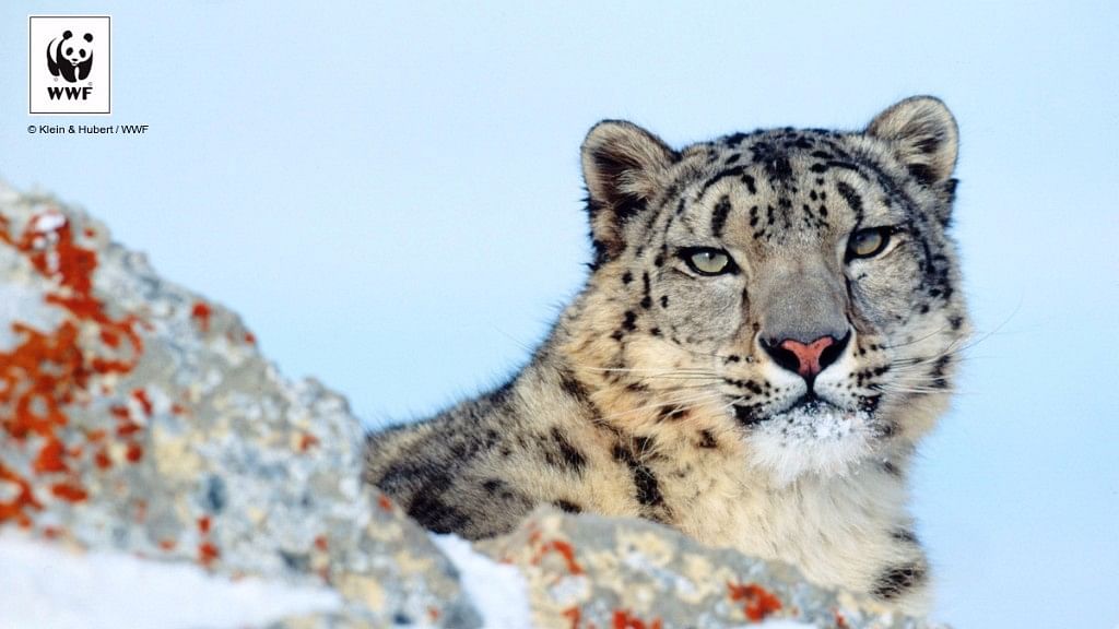 The snow leopard is found in 12 countries in Central and South Asia.