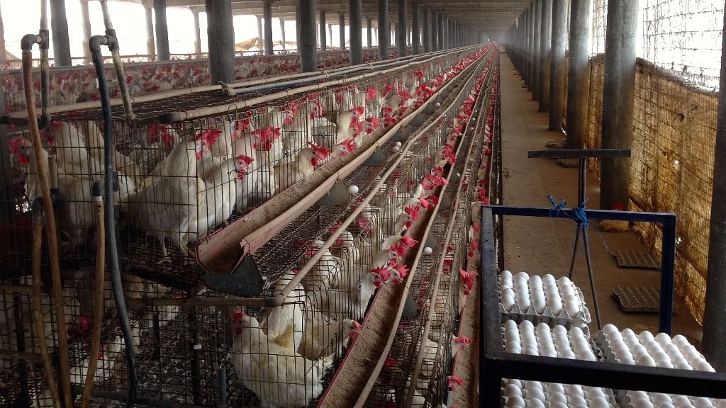 The study revealed that two-third of the poultry farms surveyed in Punjab were using antibiotics for growth promotion.