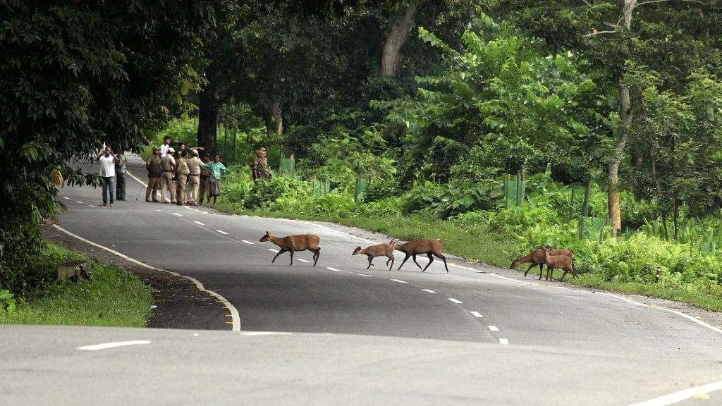 In Assam’s Kaziranga National Park, more animals are getting killed while crossing highways than by poachers.