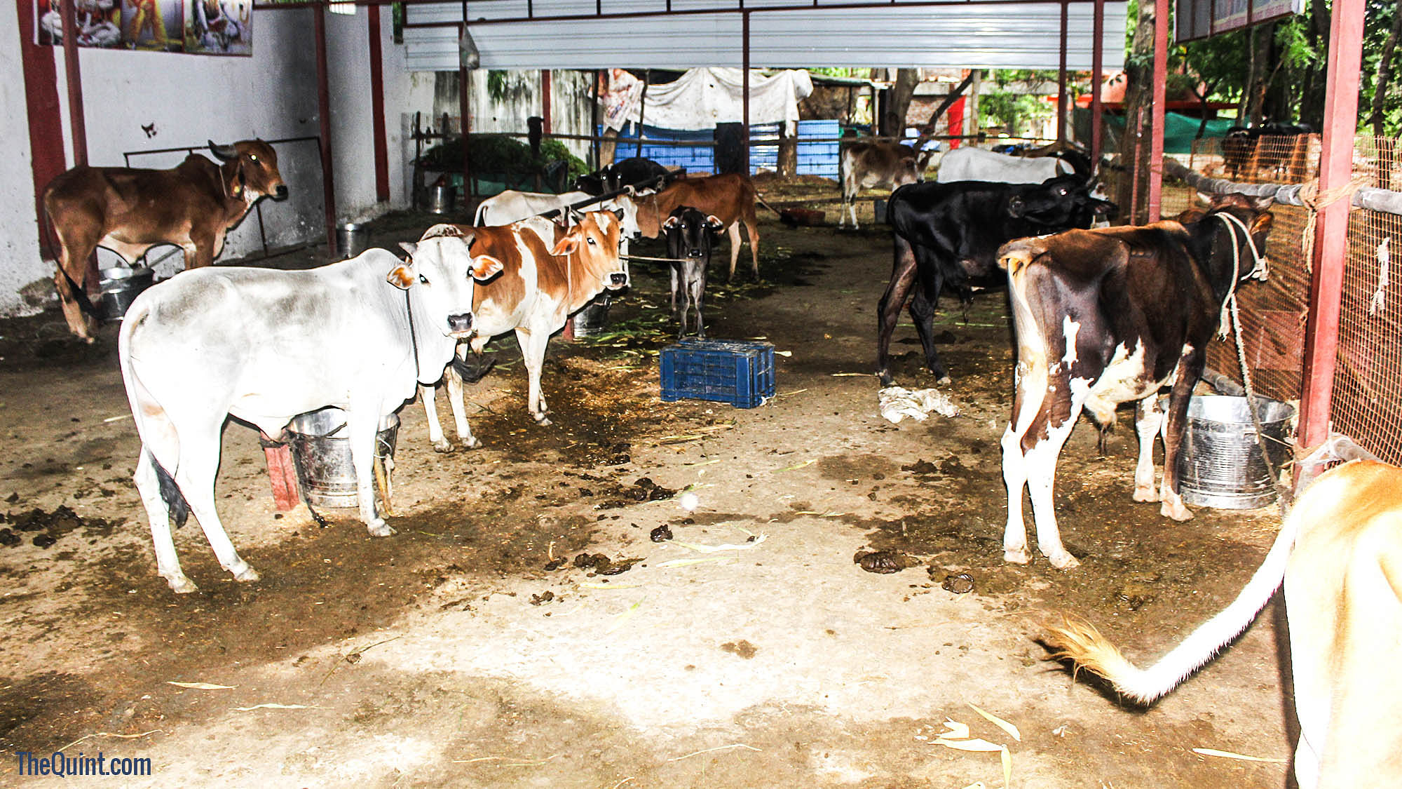 While BJP doesn’t shy away from politicising the cow, apathy is leading to shutdown of cow sheds in Madhya Pradesh.&nbsp;