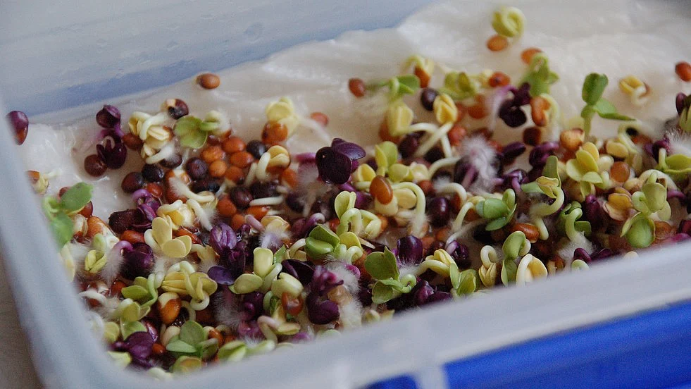 Microgreens contain up to 40 times higher levels of vital nutrients than their mature counterparts. 