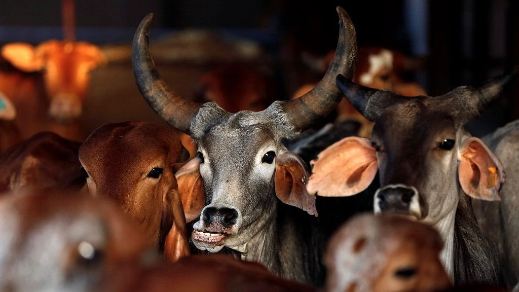 Four lakh adult cattle and two lakh young cattle were slaughtered between 2015-2016