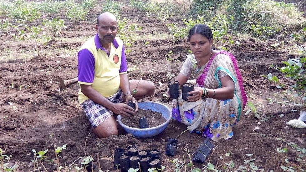 Sangita Mhatre and her husband Shashikant in their jasmine nursery, preparing saplings to be sold to other farmers.&nbsp;