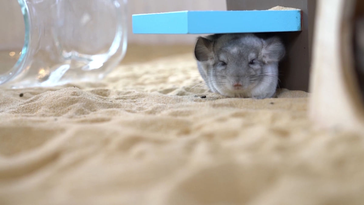 Fancy a cup of coffee with cute otters and chinchillas in Tokyo?