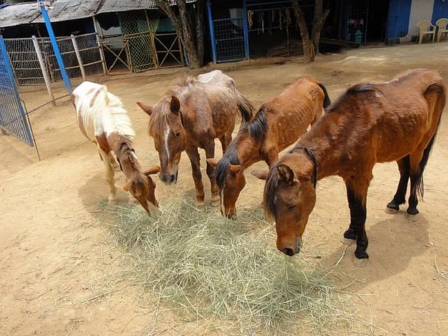 Bengaluru Man Devoted Years to Save City’s Abandoned Horses