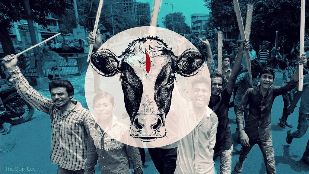 A cow protection group was attacked on Sunday. Photo used for representational purpose. (Photo: <b>The Quint</b>)