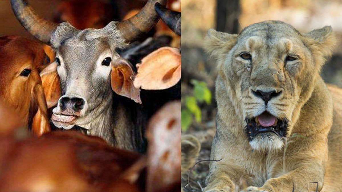 These Cows Chasing Away Asiatic Lions Don’t Need ‘Raksha’ Anymore