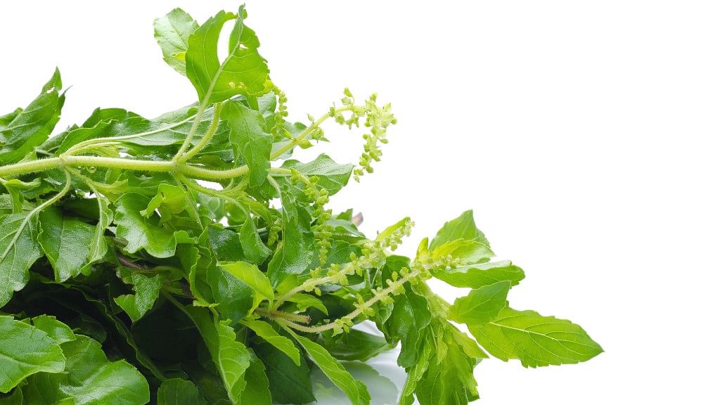 Tulsi is a storehouse of health benefits.