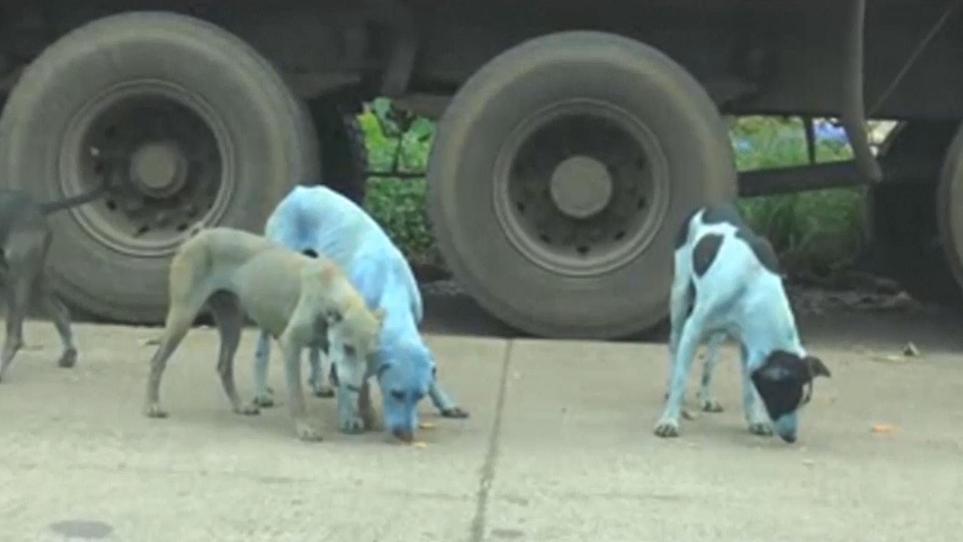 

Stray dogs in Mumbai turned blue after swimming in a lake contaminated with industrial dye.&nbsp;
