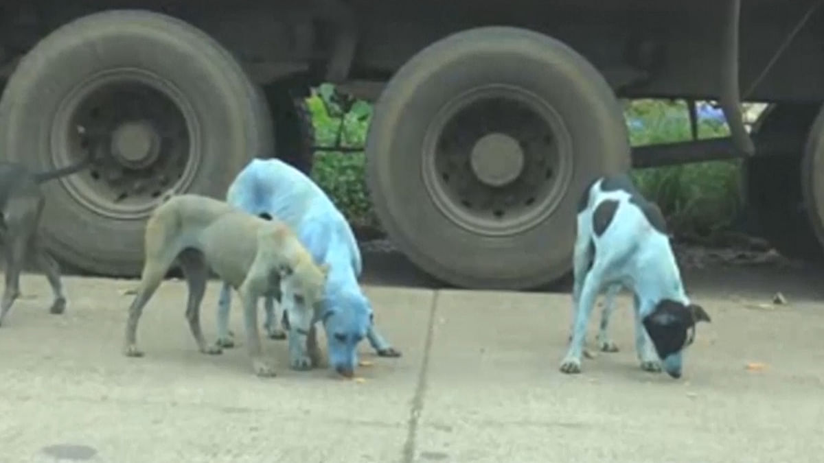 Why are Stray Dogs in Mumbai Turning Blue? 