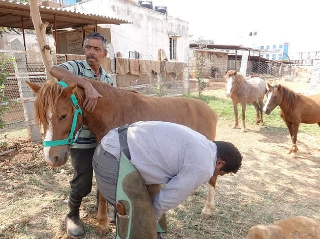 Bengaluru Man Devoted Years to Save City’s Abandoned Horses