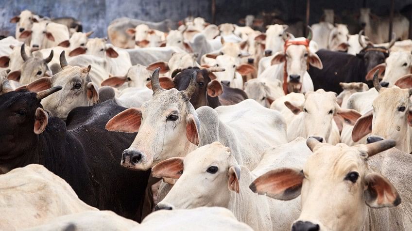 A herd of cows. Image used for representational purpose.