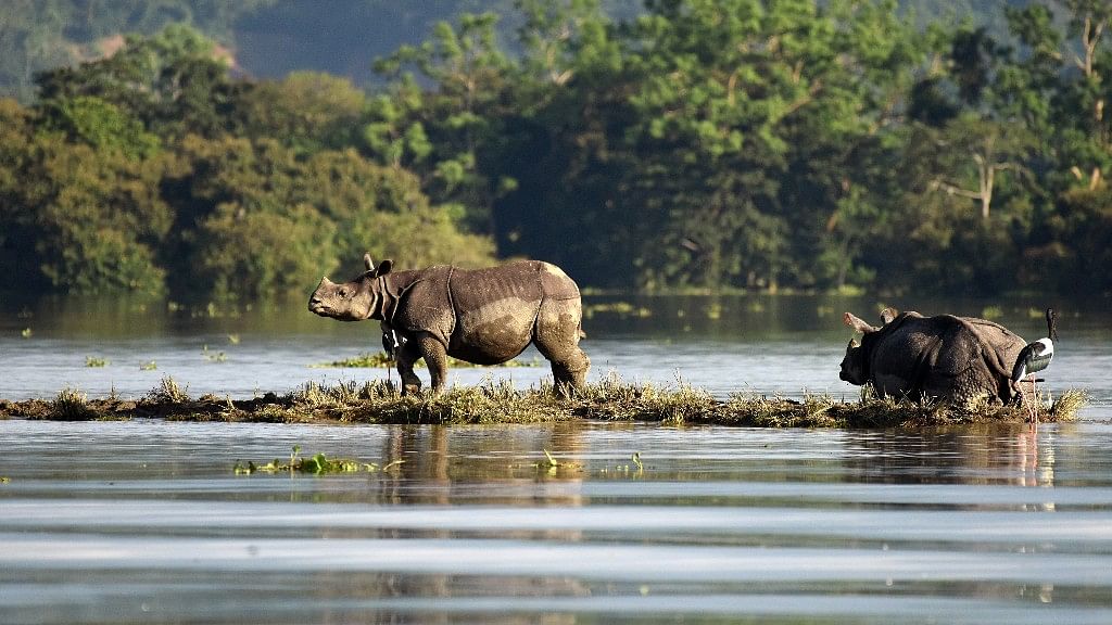 One-horned rhinoceroses are seen at the flooded Kaziranga National Park in the northeastern state of Assam.