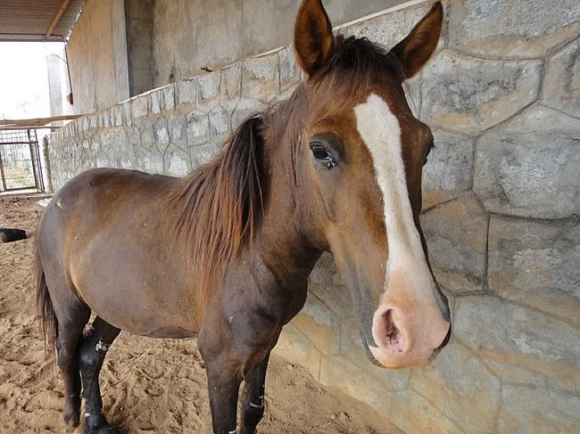 Bengaluru Man Devoted Years to Save City’s Abandoned Horses