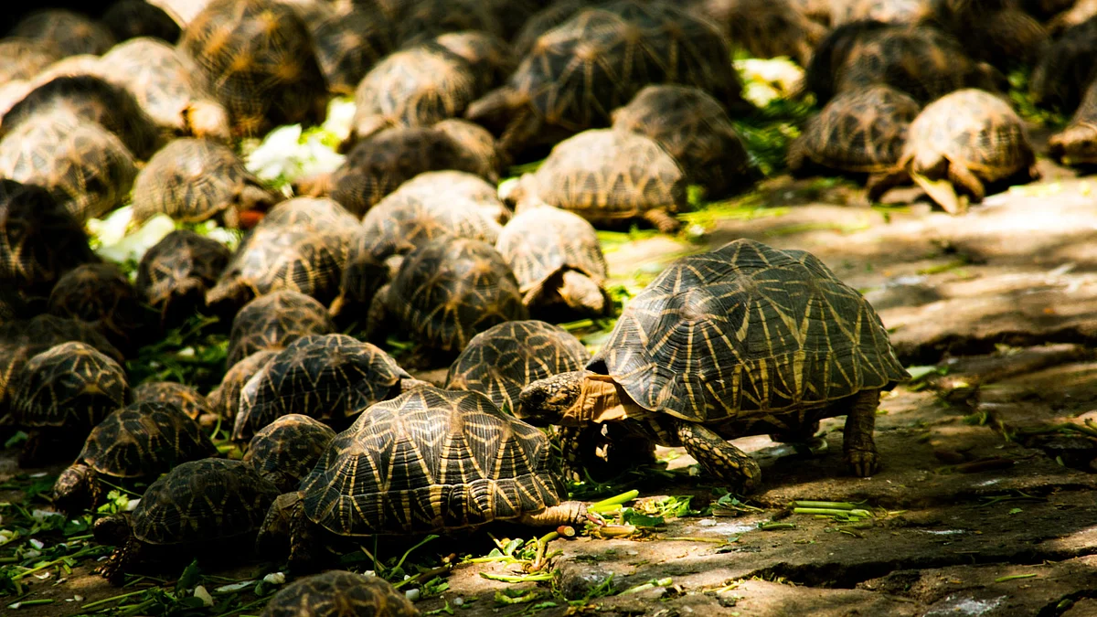 An official release said the mastermind along with two associates who were residents of Avadi and Ennore, illegally procured these endangered live species from various parts of the country and smuggled them to Sri Lanka.