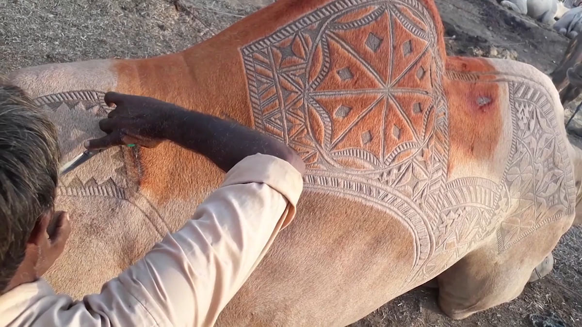 A  pair of scissors is all it takes for Ali to make intricate designs on camels’ backs.