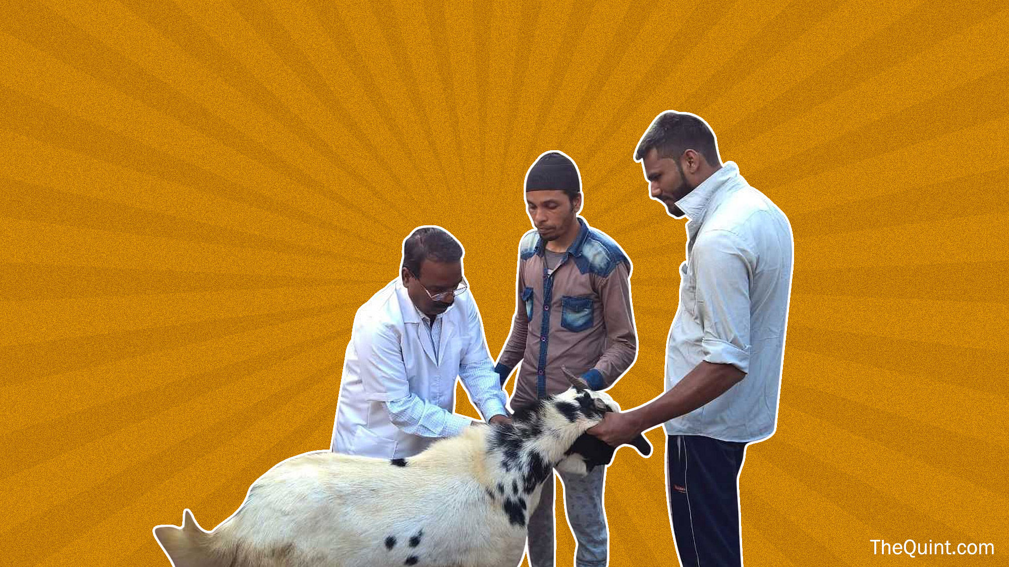 

Bhopal’s veterinary hospital offers unique massage facilities to animals before Kurbani.