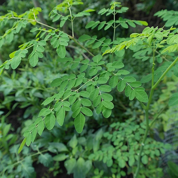 Moringa helps boost immunity, iron levels, calcium and Vitamin A, C, E.