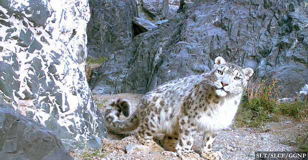 

The snow leopard might soon be downlisted from ‘endangered’ to ‘vulnerable’ in the Red List of the IUCN.