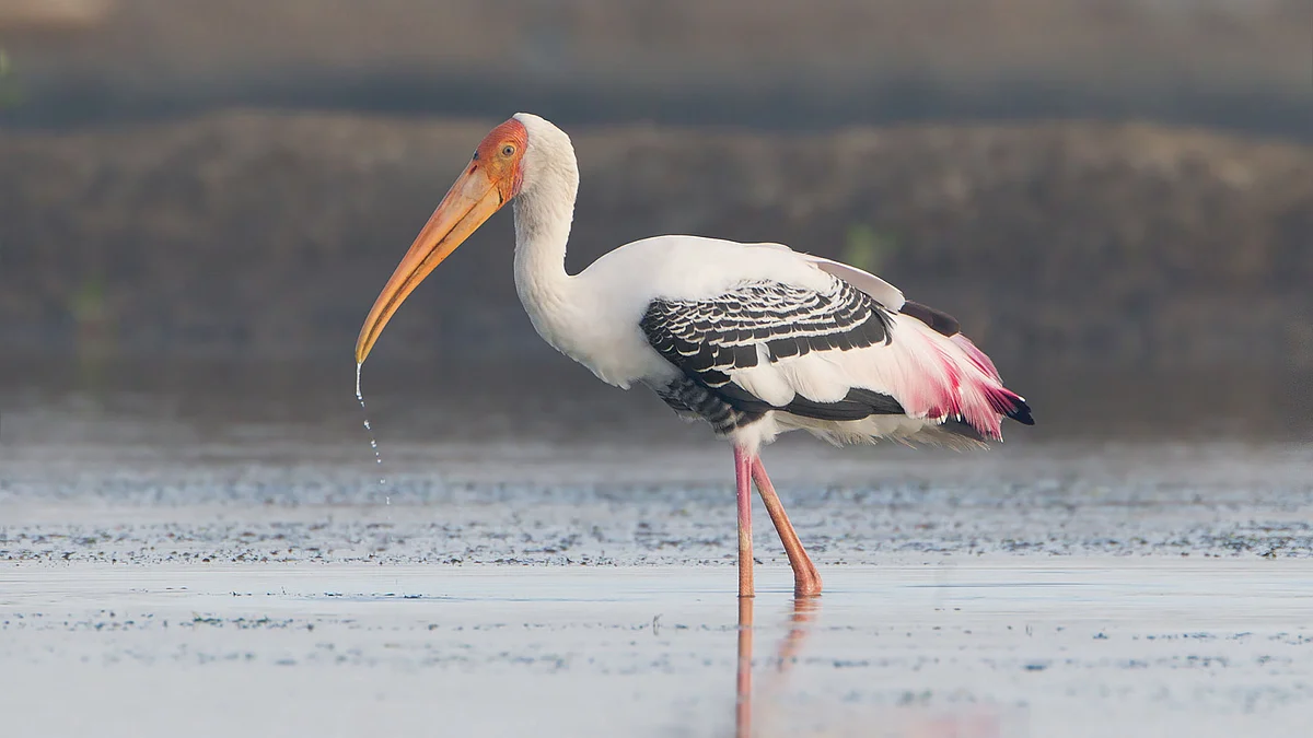 The walls will help prevent the silting up of the lake, which is the second largest brackish water lake in India, and help save it and the rich biodiversity.