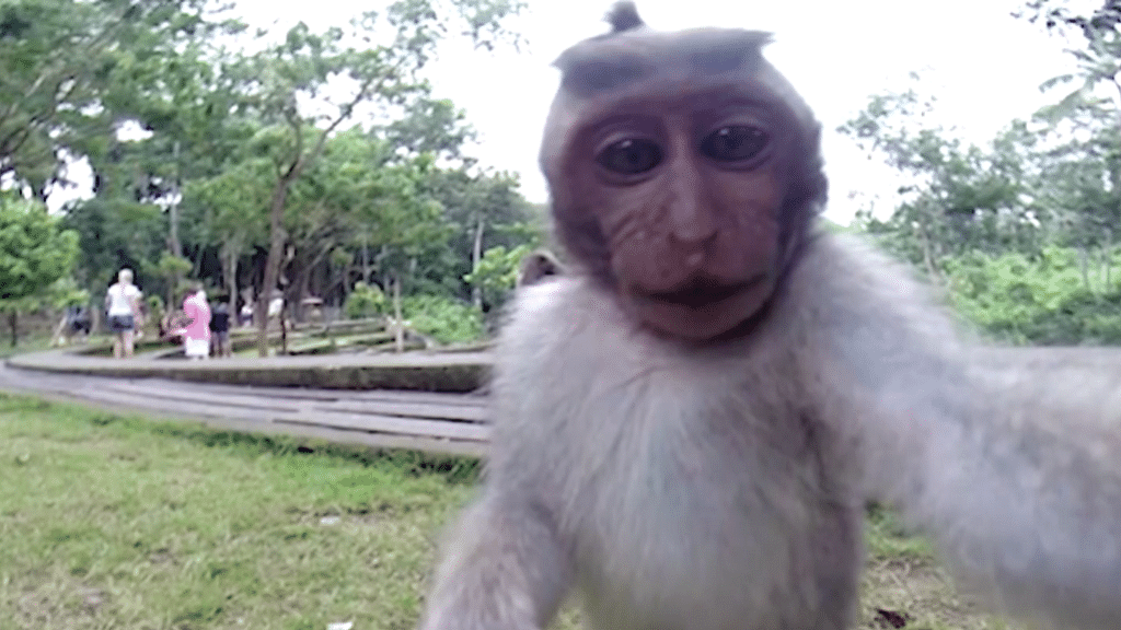 A representational image of a monkey taking selfie.