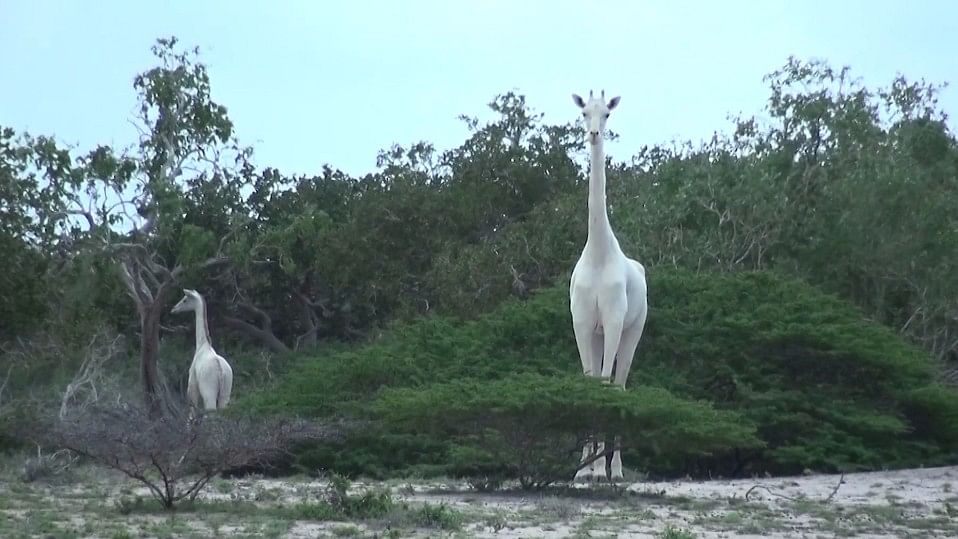 Rare white mother Giraffe and her calf in Ishaqbini conservation, Kenya.
