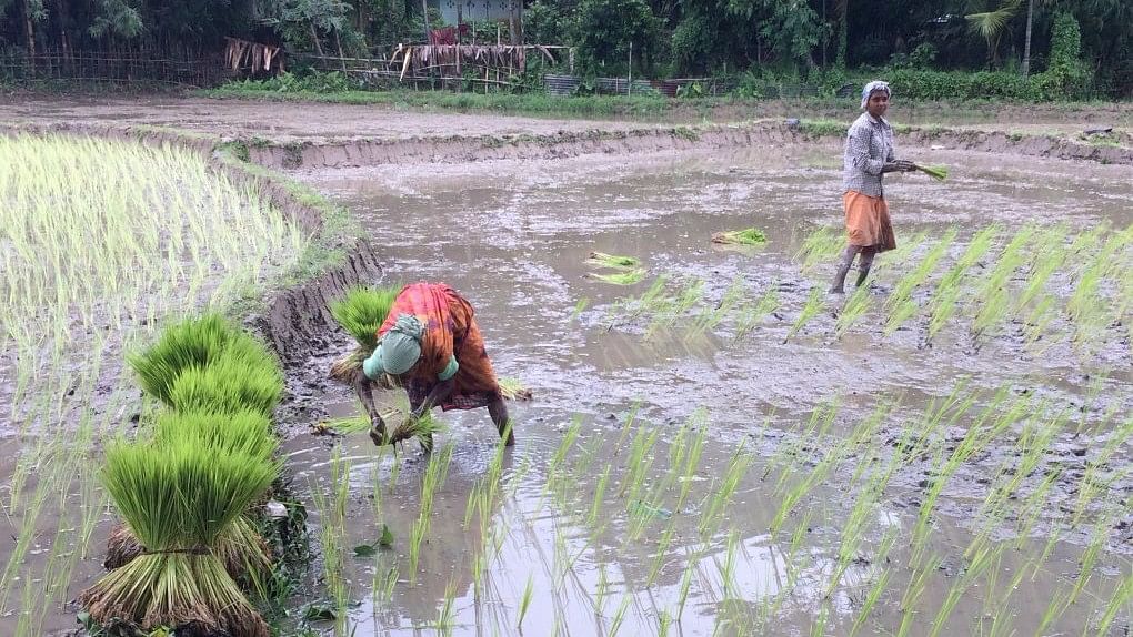 

Women work in paddy fields in Assam after monsoon flood waters have abated.