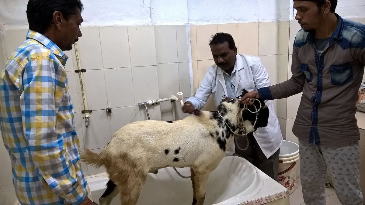 Bhopal’s veterinary hospital offers unique massage facilities to animals before Kurbani.