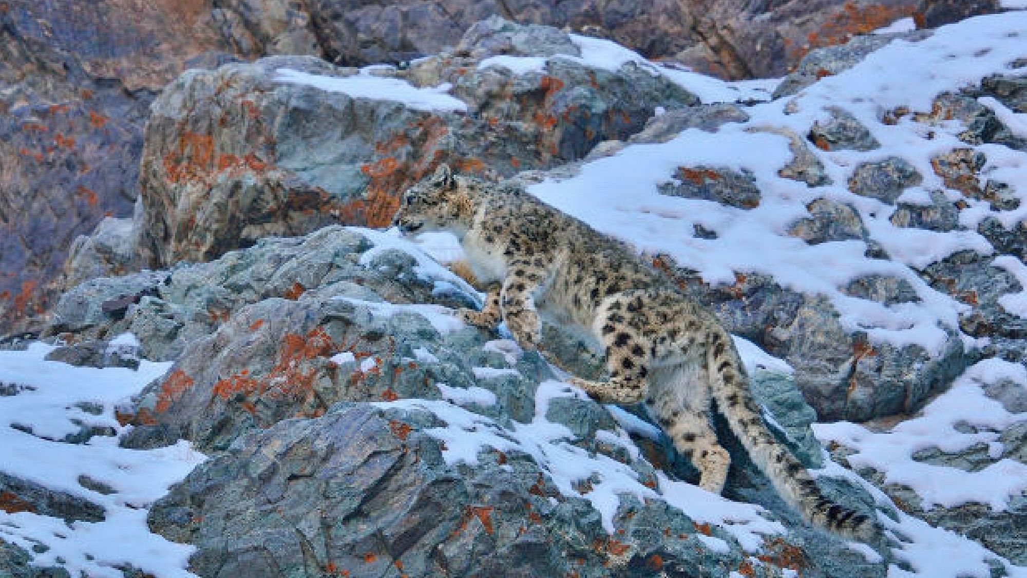 Snow leopard (Panthera uncia) walking on rocky slopes in Hemis national park, Ladakh, India. The photograph was taken in February 2014.