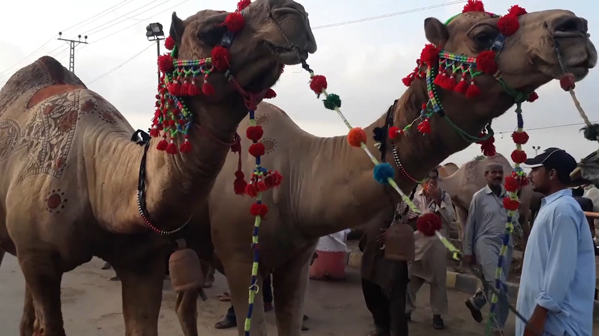 Camels walk through the Cattle Market in Karachi with beautiful art work on their coats
