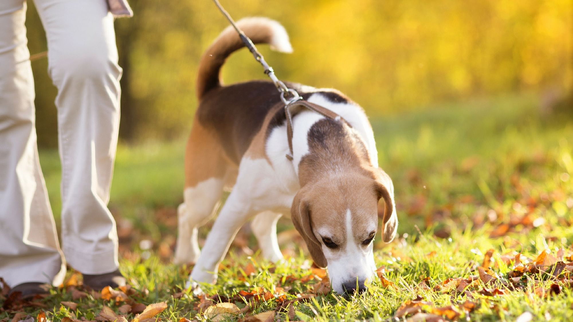A University of Liverpool study concluded that people who regularly walk their dogs do it because that’s what makes them happy and not for any health and social benefit.