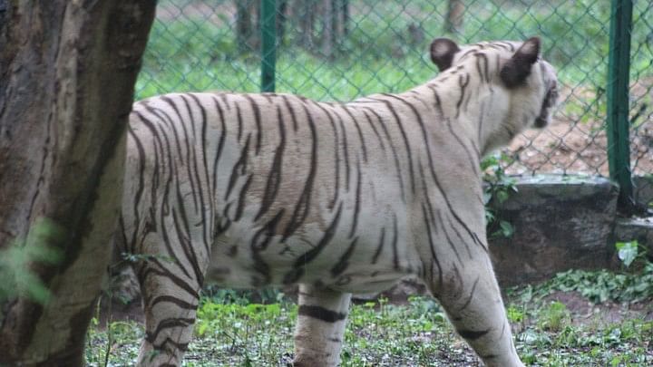 

I-T raid on CCD founder & SM Krishna’s son-in-law and a white tiger was killed in a territorial spat with another.