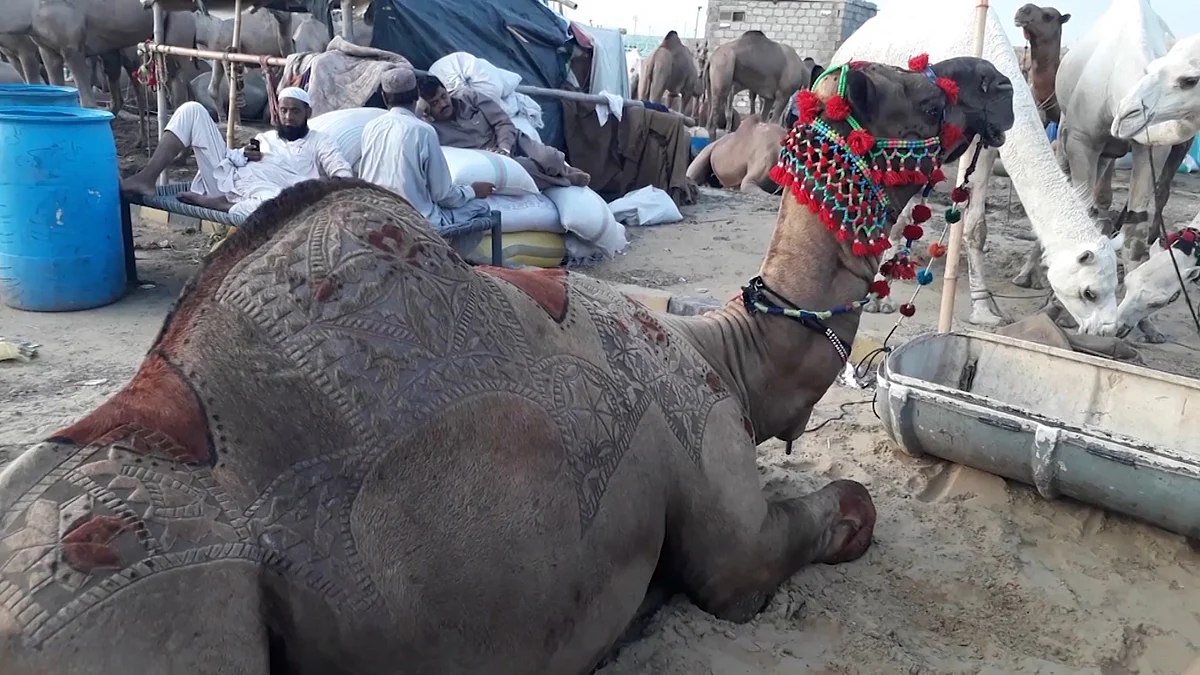 Camel with beautifully designed back rests in a livestock market in Karachi