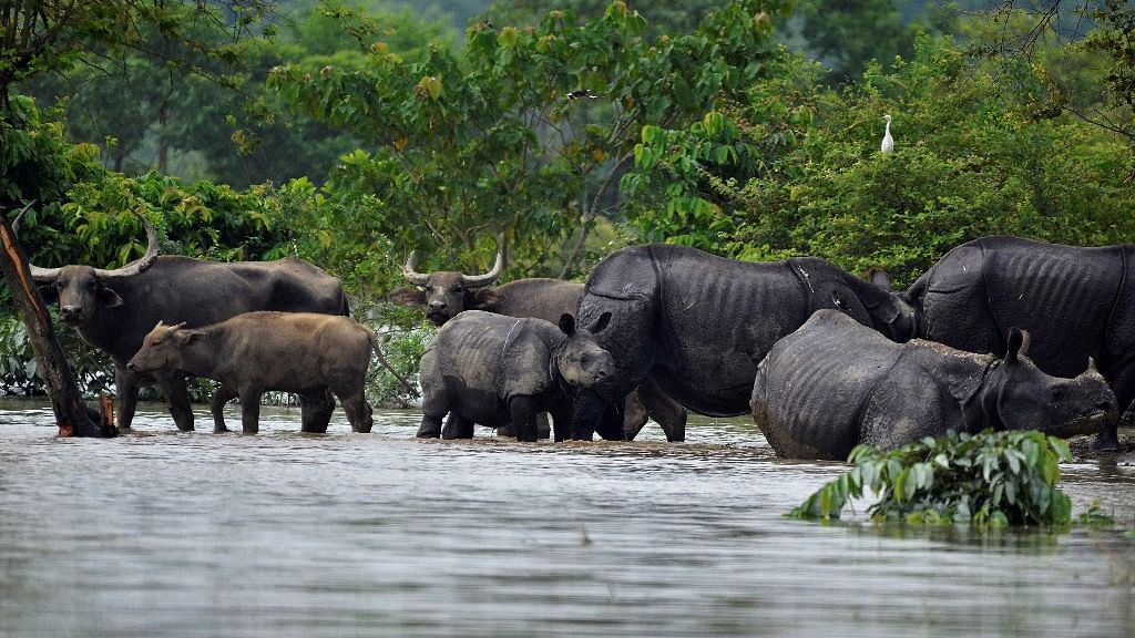 Floods are an annual threat to the lives of animals in Kaziranga National Park. But that’s also what sustains the ecosystem.