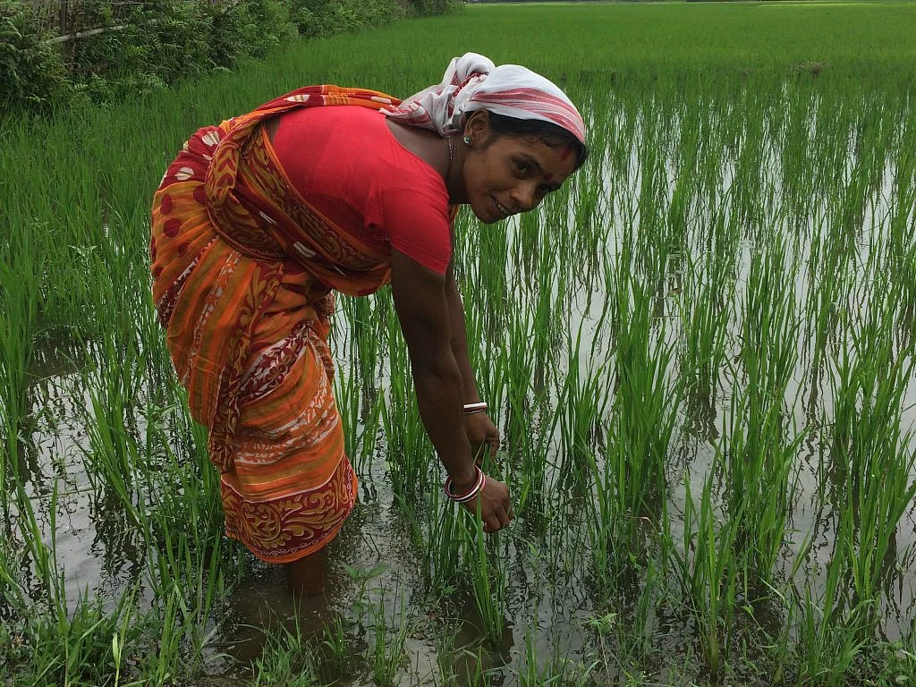 Subhadra Kumari plants rice saplings in her field. 